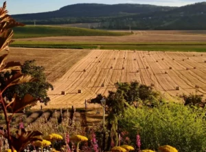 Piknik a kertben, Hajnal kertje