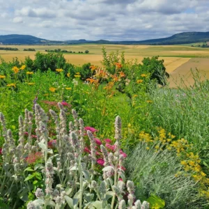 Piknik a kertben, Hajnal kertje